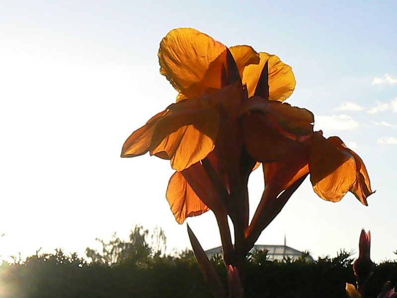 fleurs du donjon: fleur du donjon 085